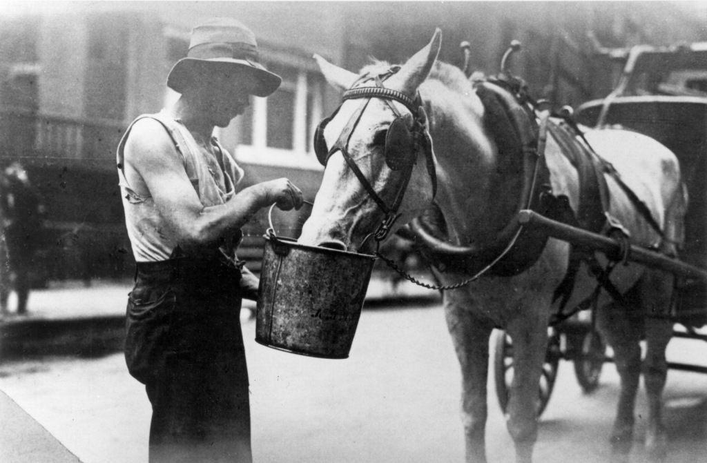 Early-1900s teamster feeding his horse during the workday